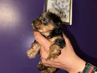 Baby girl purple, a female Yorkshire Terrier for sale in Hyattsville, MD – Photo 6 of 9