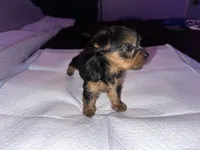 Baby girl purple, a female Yorkshire Terrier for sale in Hyattsville, MD – Photo 3 of 9