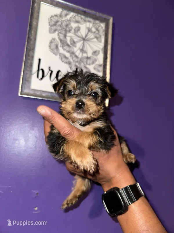 Baby boy green  – Yorkshire Terrier puppy for sale in Hyattsville, MD