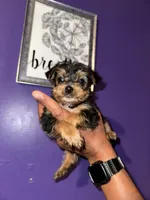 Baby boy green , a male Yorkshire Terrier for sale in Hyattsville, MD – 1 of 5