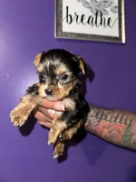 Baby boy green, a male Yorkshire Terrier for sale in Hyattsville, MD – Photo 5 of 8
