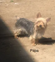 Baby boy green, a male Yorkshire Terrier for sale in Hyattsville, MD – Photo 7 of 8