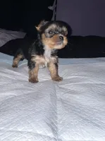 Baby boy green, a male Yorkshire Terrier for sale in Hyattsville, MD – Photo 4 of 8