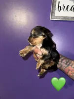 Baby boy green, a male Yorkshire Terrier for sale in Hyattsville, MD – Photo 2 of 8