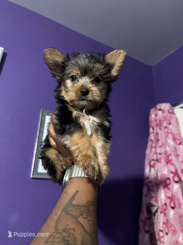 AKC YORKIE- Baby girl purple💜 – Yorkshire Terrier puppy for sale in Hyattsville, MD