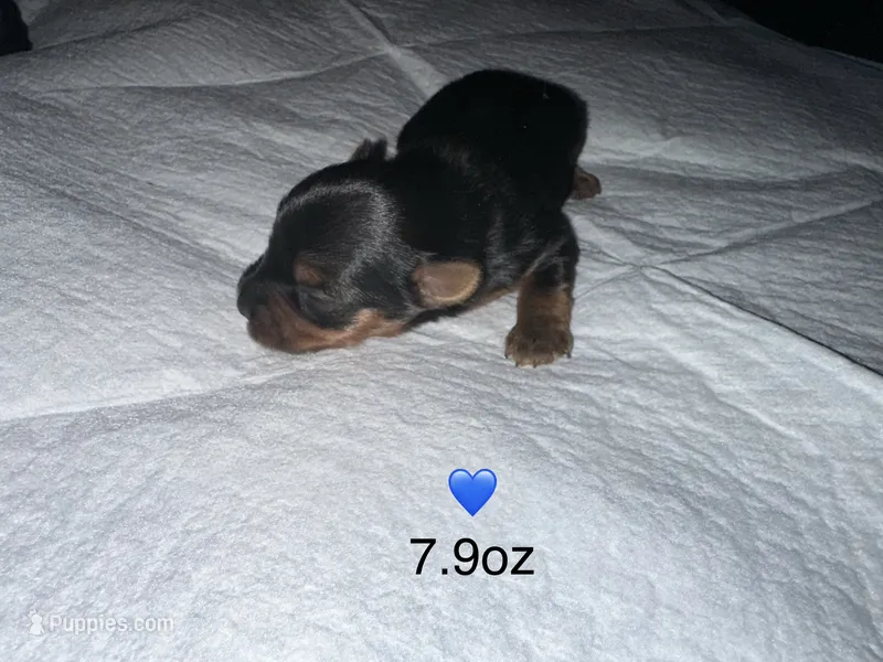 Baby boy blue  – Yorkshire Terrier puppy for sale in Hyattsville, MD