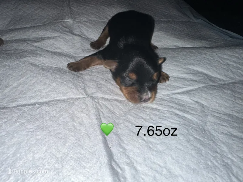 Baby boy green  – Yorkshire Terrier puppy for sale in Hyattsville, MD