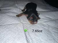 Baby boy green , a male Yorkshire Terrier for sale in Hyattsville, MD – 1 of 3