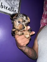 Baby boy blue , a male Yorkshire Terrier for sale in Hyattsville, MD – 6 of 9