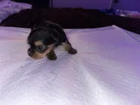 Baby boy blue, a male Yorkshire Terrier for sale in Hyattsville, MD – Photo 4 of 8