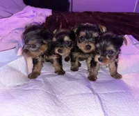 Baby boy blue, a male Yorkshire Terrier for sale in Hyattsville, MD – Photo 5 of 8