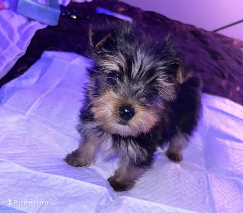 Baby boy blue – Yorkshire Terrier puppy for sale in Hyattsville, MD