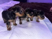 Baby boy blue, a male Yorkshire Terrier for sale in Hyattsville, MD – Photo 6 of 8