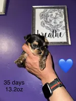 Baby boy blue, a male Yorkshire Terrier for sale in Hyattsville, MD – Photo 1 of 8