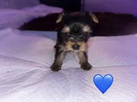 Baby boy blue, a male Yorkshire Terrier for sale in Hyattsville, MD – Photo 3 of 8