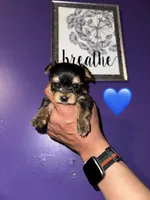 Baby boy blue, a male Yorkshire Terrier for sale in Hyattsville, MD – Photo 2 of 8