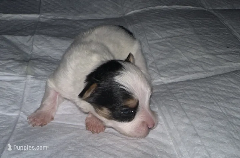 Parti Boy  – Yorkshire Terrier puppy for sale in Hyattsville, MD