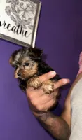 Baby boy blue , a male Yorkshire Terrier for sale in Hyattsville, MD – 5 of 9
