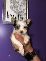 Parti Boy , a male Yorkshire Terrier for sale in Hyattsville, MD – 3 of 8