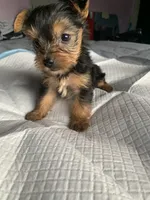 Baby girl purple, a female Yorkshire Terrier for sale in Hyattsville, MD – 3 of 8