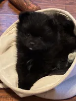 Dora, a female Pomeranian for sale in Blooming Prairie, MN – Photo 2 of 4