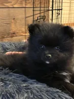 Dora, a female Pomeranian for sale in Blooming Prairie, MN – Photo 1 of 4