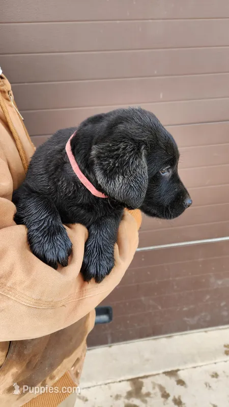 Pinkie – Labrador Retriever puppy for sale in Cascade, MT