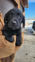 Pinkie, a female Labrador Retriever for sale in Cascade, MT – Photo 2 of 2