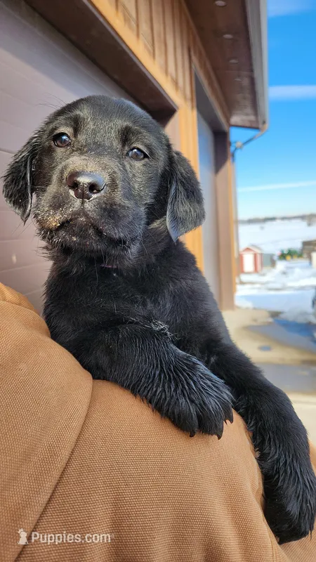 Purple – Labrador Retriever puppy for sale in Cascade, MT