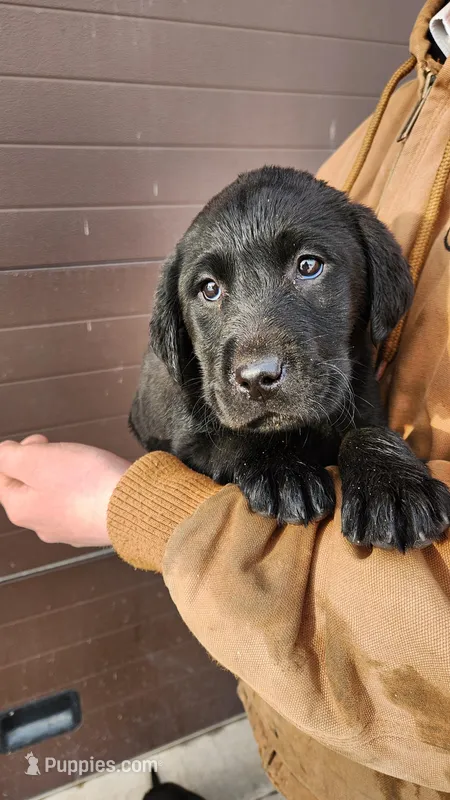 Gray – Labrador Retriever puppy for sale in Cascade, MT