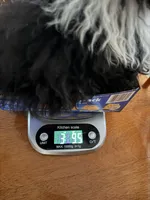 Little girl , a female Poodle - Toy  for sale in Moody, TX – 3 of 4