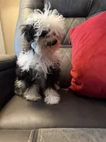 Little girl , a female Poodle - Toy  for sale in Moody, TX – 2 of 4