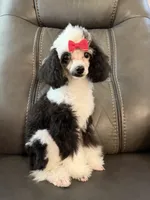Little Girl , a female Poodle - Toy  for sale in Moody, TX – 2 of 3