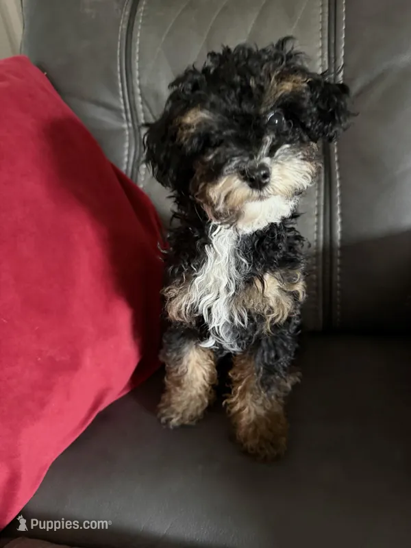 Phantom girl, a female Poodle - Toy  for sale in Moody, TX – Photo 1 of 4