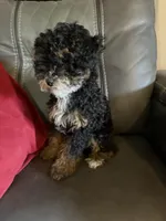 Phantom girl, a female Poodle - Toy  for sale in Moody, TX – Photo 4 of 4