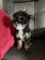Phantom girl, a female Poodle - Toy  for sale in Moody, TX – Photo 2 of 4