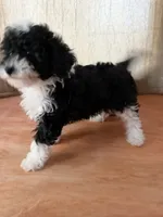 Black and white girl, a female Poodle - Toy  for sale in Moody, TX – 2 of 4