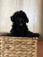 Black boy, a male Poodle - Toy  for sale in Moody, TX – 4 of 4