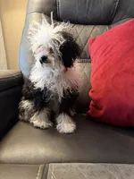 Little girl , a female Poodle - Toy  for sale in Moody, TX – 4 of 4