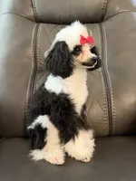 Little Girl , a female Poodle - Toy  for sale in Moody, TX – 3 of 3
