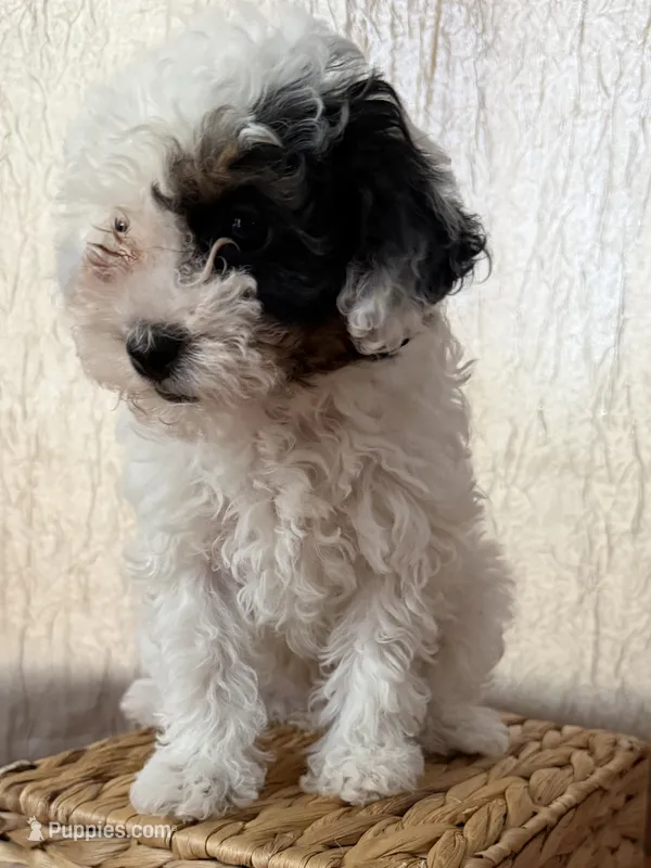 White and black girl – Poodle - Toy  puppy for sale in Moody, TX
