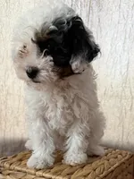 White and black girl, a female Poodle - Toy  for sale in Moody, TX – 1 of 3