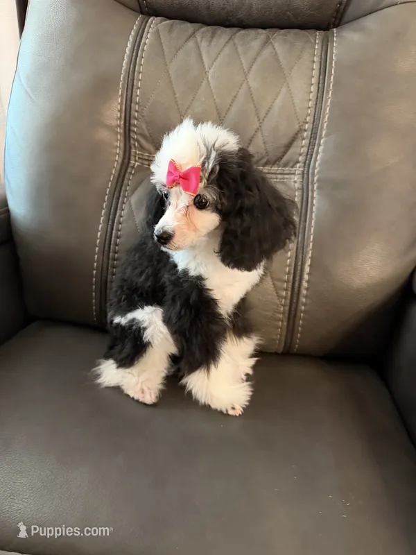 Little Girl  – Poodle - Toy  puppy for sale in Moody, TX