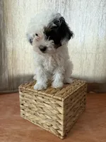 White and black girl, a female Poodle - Toy  for sale in Moody, TX – 3 of 3