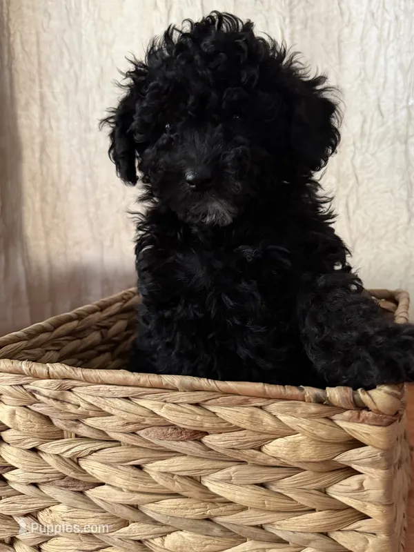 Black boy – Poodle - Toy  puppy for sale in Moody, TX