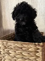 Black boy, a male Poodle - Toy  for sale in Moody, TX – 1 of 4