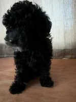 Black boy, a male Poodle - Toy  for sale in Moody, TX – 2 of 4