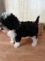 Black and white girl, a female Poodle - Toy  for sale in Moody, TX – 3 of 4