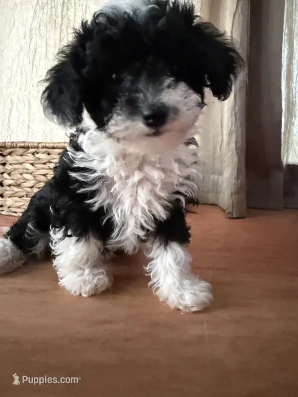 Black and white girl – Poodle - Toy  puppy for sale in Moody, TX