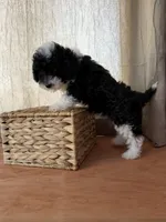 Black and white girl, a female Poodle - Toy  for sale in Moody, TX – 4 of 4